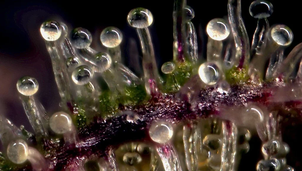 Macro image of cannabis trichomes